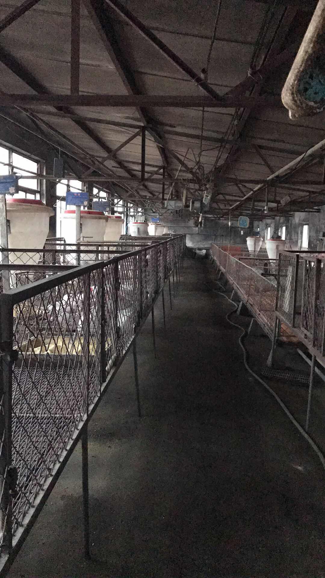 养猪招聘网最新招聘信息，探寻小巷特色养猪小店的求职机会